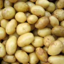 В Камчатском крае построят собственное овощехранилище для семенного картофеля